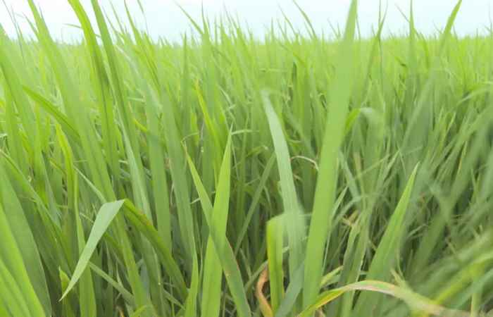 Chuyên mục Khuyến nông: Quản lý dịch hại vụ lúa Đông Xuân 2021 - 2022 (07-12-2021)